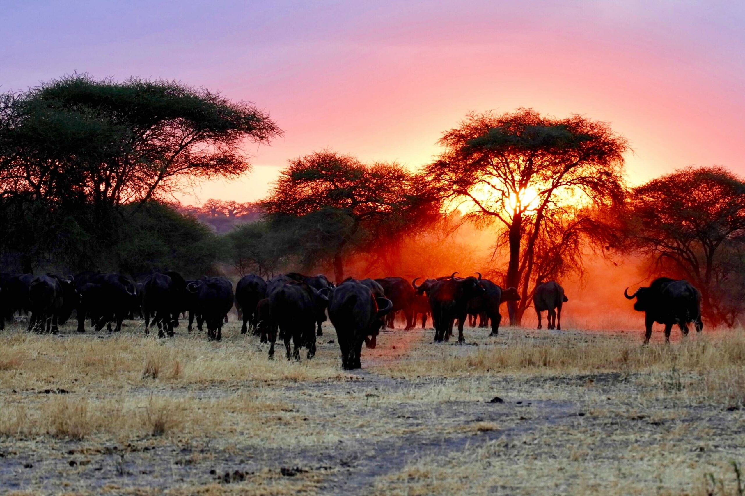 African safari